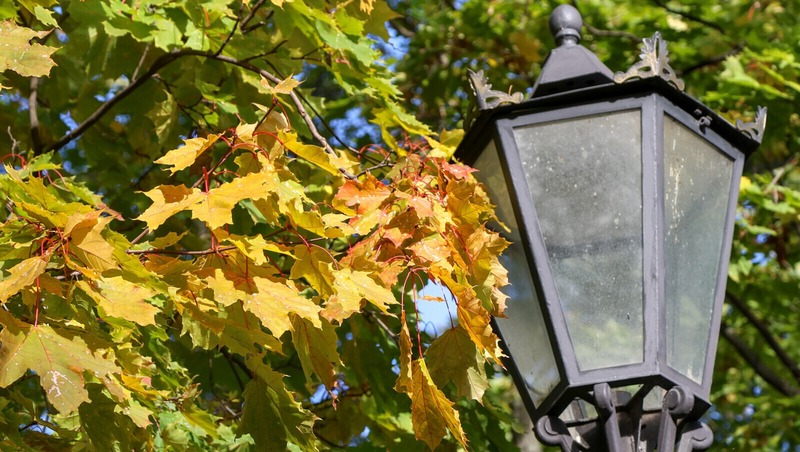 Беглов поручил реконструировать освещение в Алексеевском саду