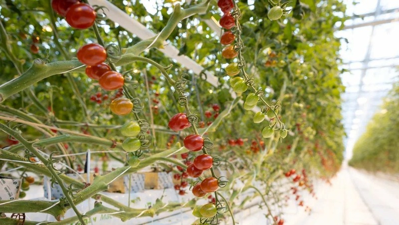 Тальский агрокомплекс увеличит производство овощей и клубники на Колыме