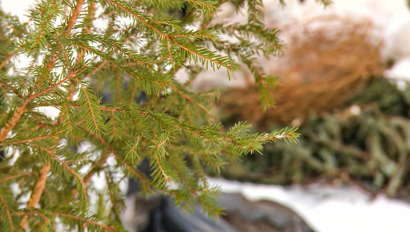 Акция по сбору и переработке новогодних хвойных деревьев стартует 17 января в Петербурге
