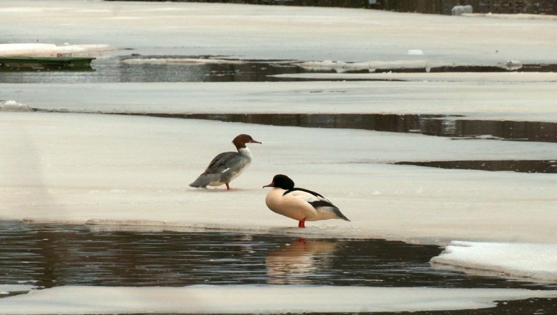 Самцы зубастых уток прилетели в Сестрорецк