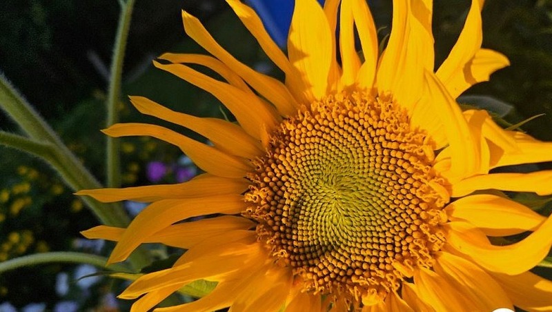 Рекордные 485 тыс. тонн масличных культур собрали аграрии в Челябинской области