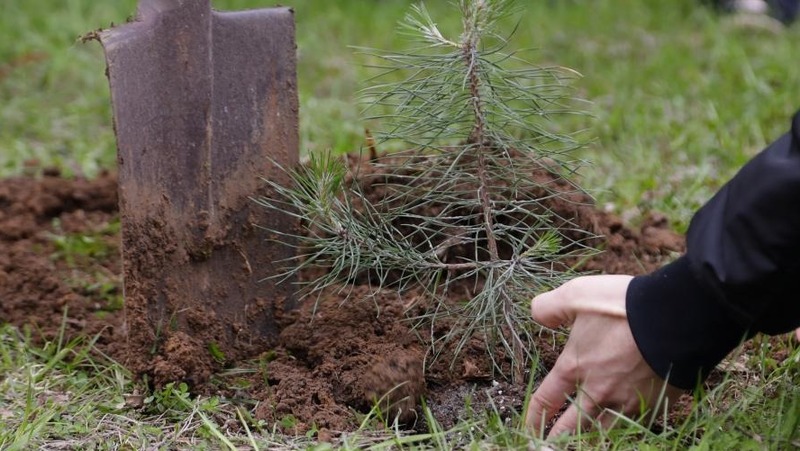 Более 3,6 тыс. новых деревьев взамен вырубленных высадили в 2025 году в Нижнем Новгороде