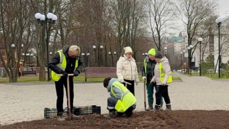 Около 27 тыс. тюльпанов высадят во Владимире до конца осени