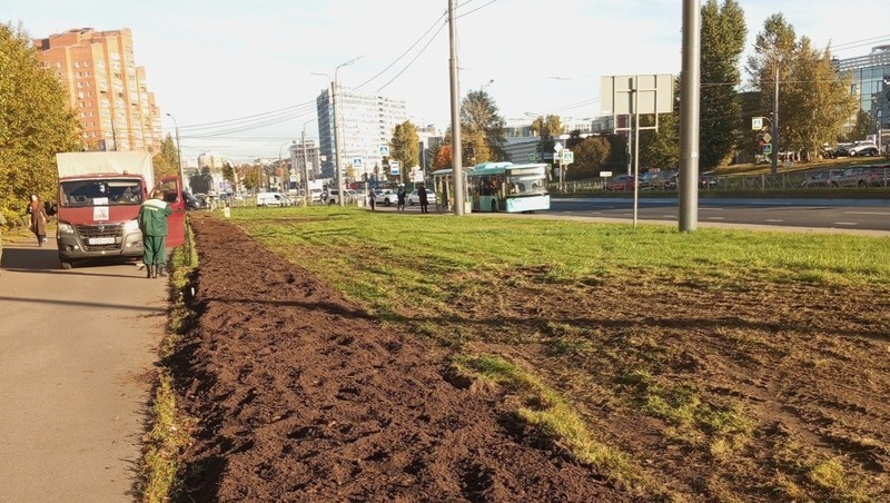 500 роз высадят на Коломяжском проспекте в Петербурге