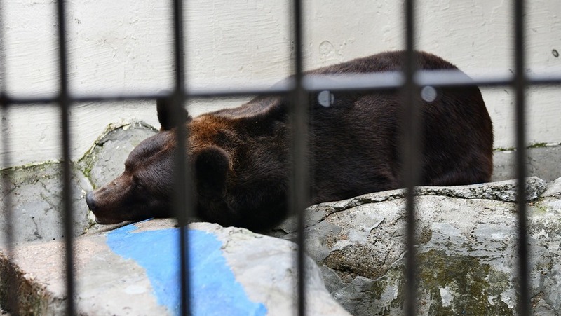 Бурый медведь Фома уснул в казанском зооботсаду