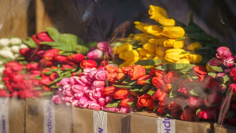 4 млн тюльпанов из Татарстана отправят в регионы России