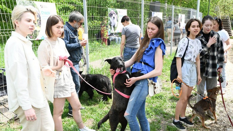 15 собак забрали казанцы на благотворительной акции «Лапа дружбы»