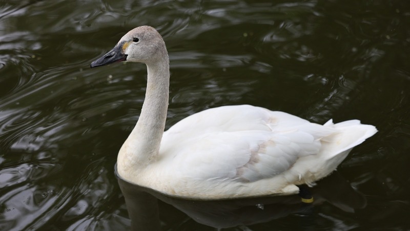 Казанский зооботсад завершает сезон 10 ноября