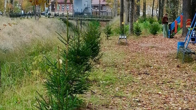 Более 1 тыс. деревьев и кустарников высадили в Елабуге