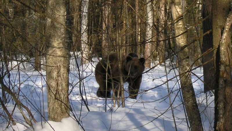 Более 1,5 тысячи бурых медведей насчитывается в Нижегородской области
