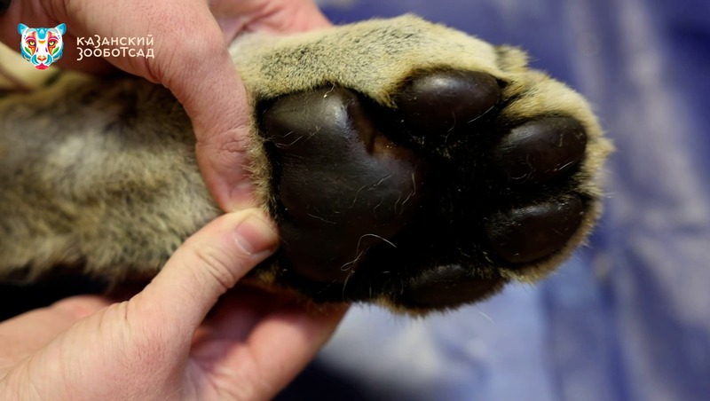 Новый вольер для амурских тигров в казанском зоопарке