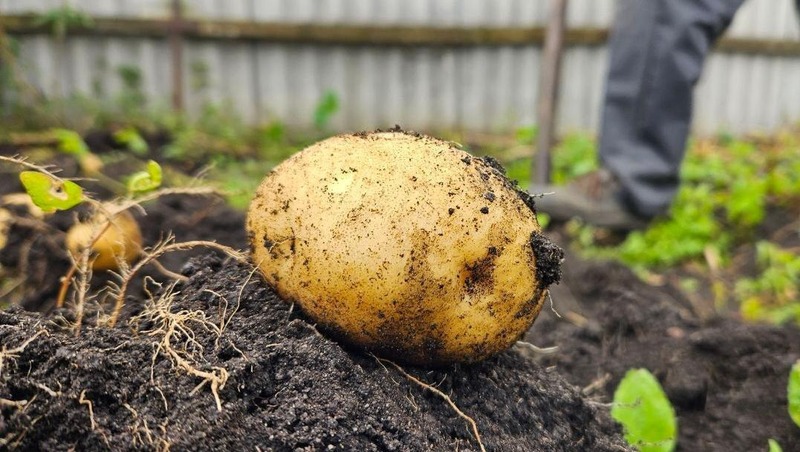 Около 150 тыс. тонн картофеля собрали челябинские аграрии в 2025 году