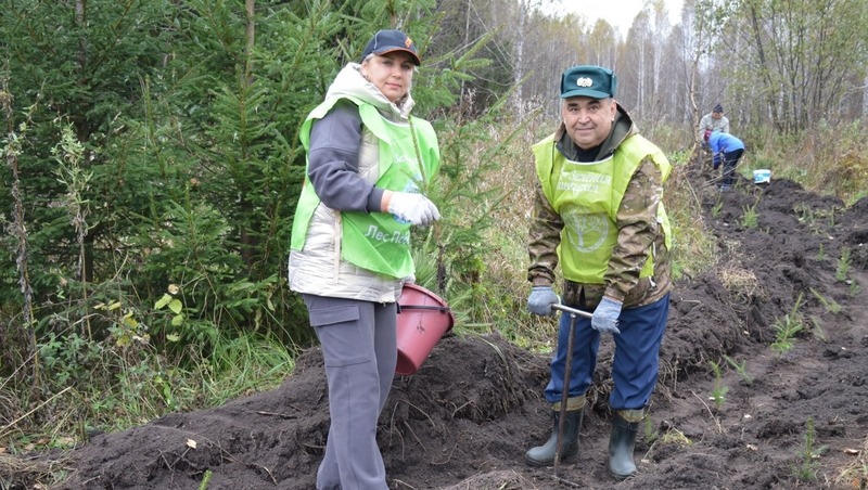Более 500 тыс. деревьев высадили жители Башкирии в 2025 году