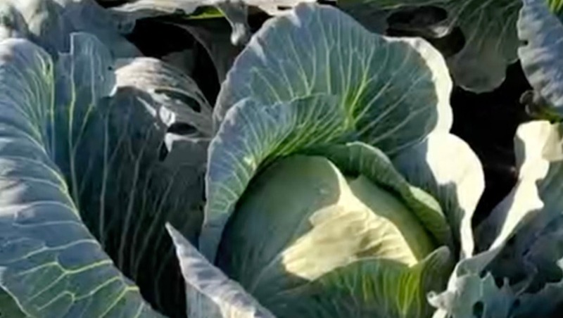 138 тыс. тонн зерновых культур собрали в Ленобласти