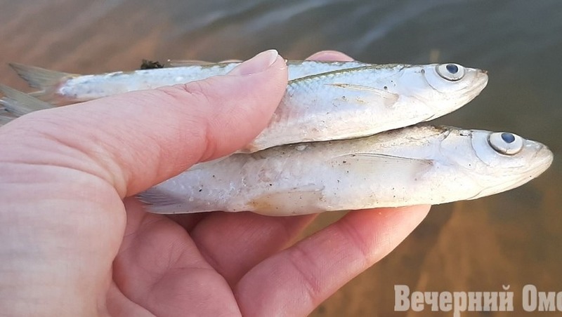 Омский предприниматель из 13 кг сырья изготовил 595 тонн рыбной продукции