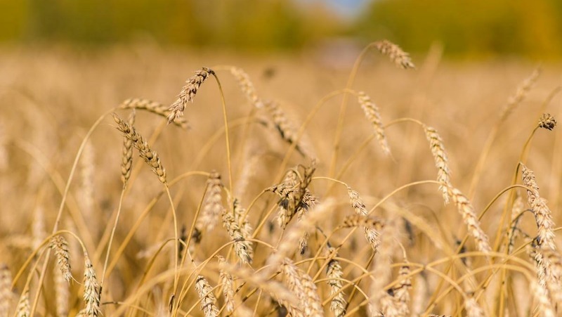 На 11 тыс. га увеличит площадь ярового сева в Челябинской области в 2026 году