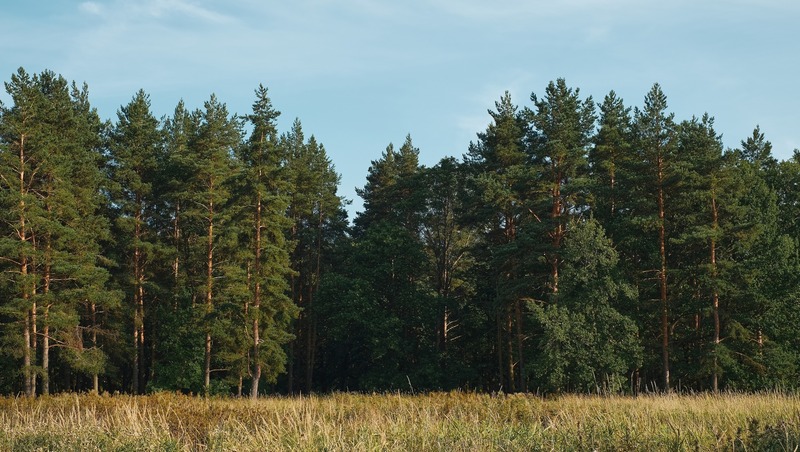 41 случай незаконной вырубки леса выявили в Башкирии за квартал