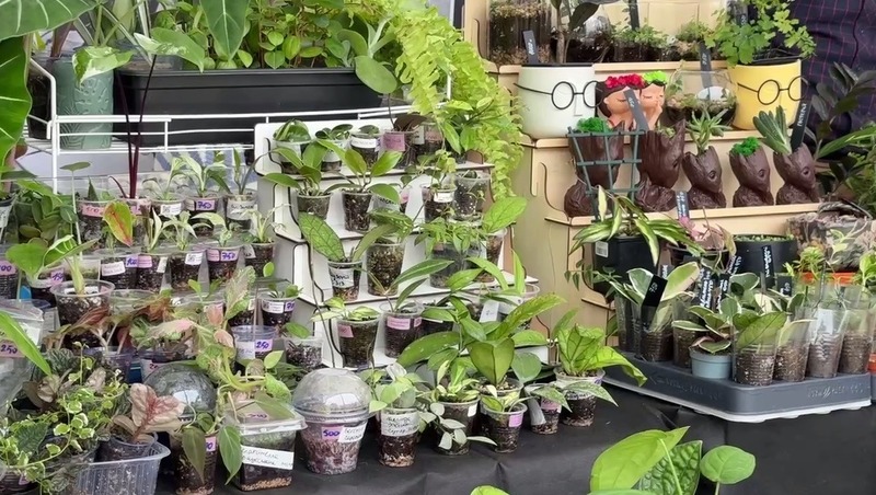 Крупнейший городской маркет растений Green Market состоится 23 августа в Казани