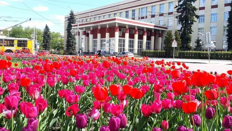 Более 105 тыс. тюльпанов высадят на клумбах Воронежа в 2026 году