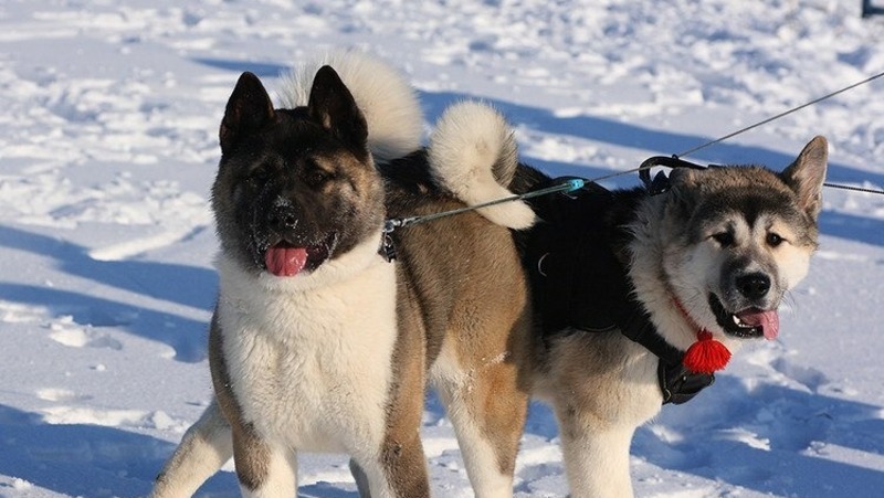 В Татарстане хотят ограничить количество кошек и собак в квартирах