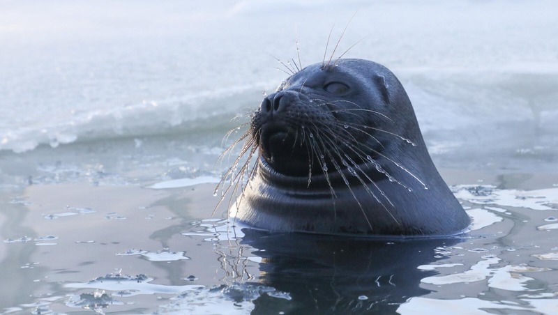 Петербургских нерп Крошика и Шлиссика весной перевели в уличный бассейн