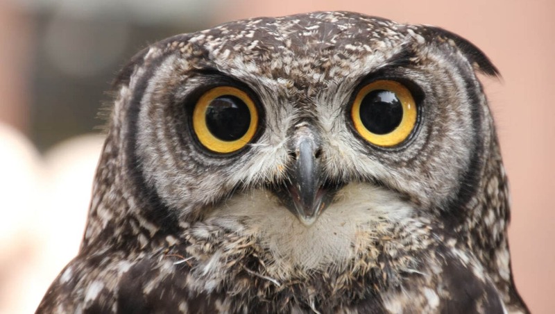 В 2025 году в Самарской области построят свыше 100 гнёзд для хищных птиц