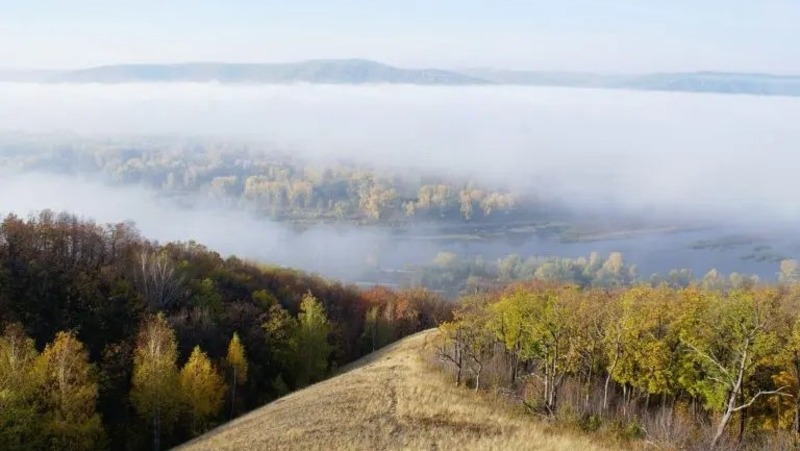 Более 5 млн сеянцев высадят для восстановления лесов в Самарской области