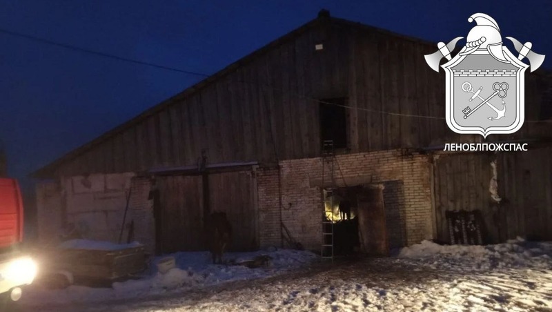 50 коров и баранов погибли в пожаре на ферме в Волосовском районе Ленобласти