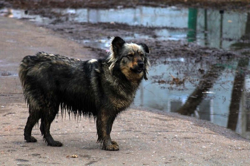 В Омской области зафиксировали более 2,6 тысячи укусов собак за десять месяцев