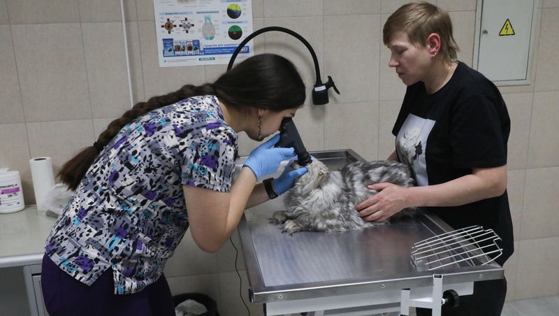 Новая государственная ветклиника открылась в Невском районе Петербурга