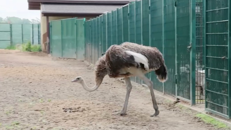 В казанском зооботсаду появились страусы