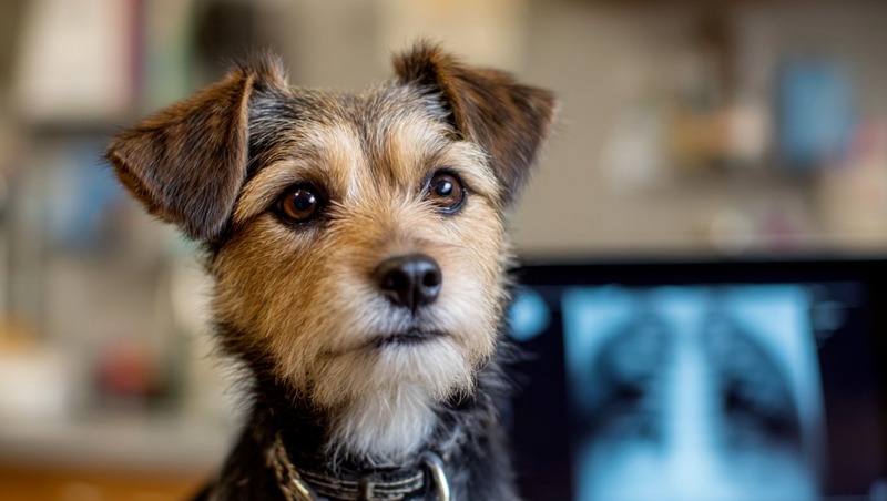 Новую технологию экспресс-диагностики здоровья питомцев запустили в Петербурге