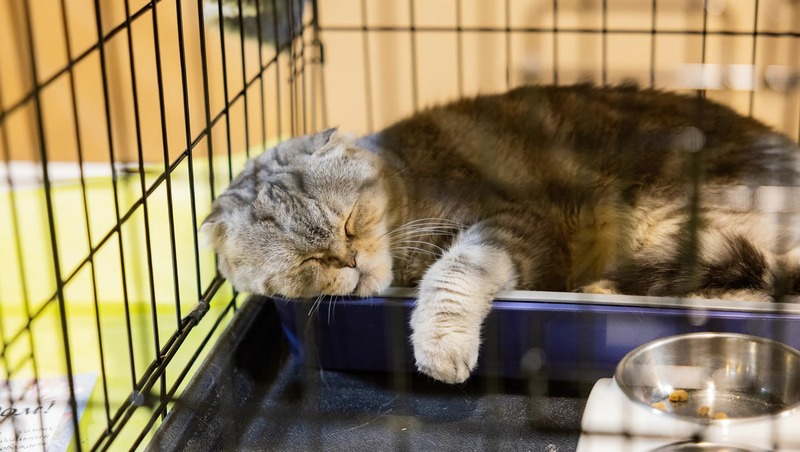 Рекордные 110 бездомных животных обрели дом на благотворительном фестивале в Казани