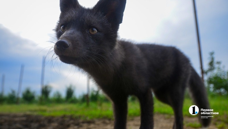 19 случаев бешенства зафиксировали в Челябинской области с начала 2026 года