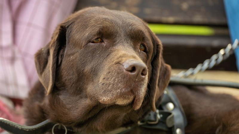 Около 10 тыс. собак поставили на учёт в 2025 году в Казани