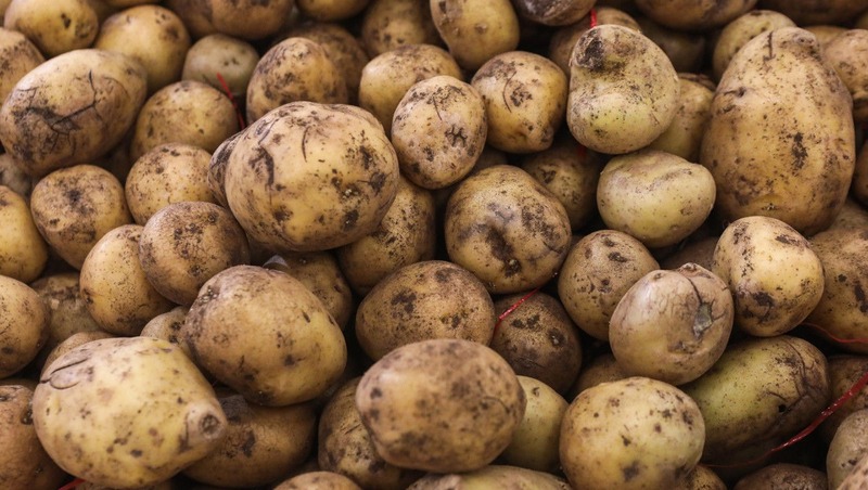 Около 20 тыс. тонн картофеля экспортировали в 2025 году из Нижегородской области