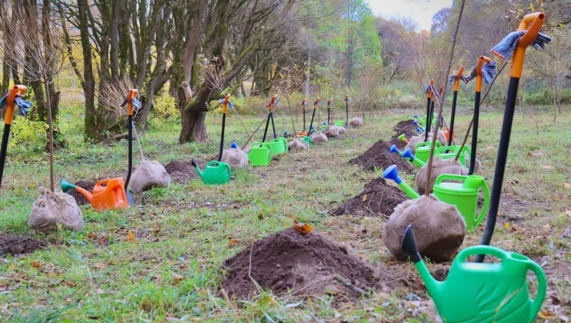 20 ив высадили в Курортном районе Петербурга