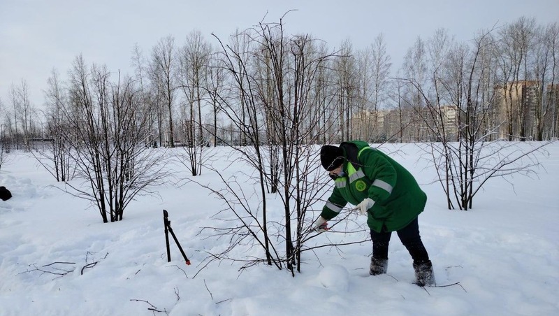 Зимняя стрижка деревьев началась в Петербурге