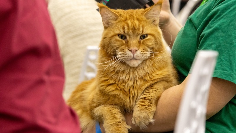 Ветцентр с возможностью лечения стволовыми клетками откроют в Петербурге
