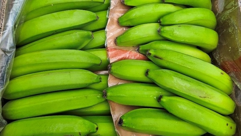 Более 1 млн тонн бананов ввезли в 2025 году через порт Петербурга