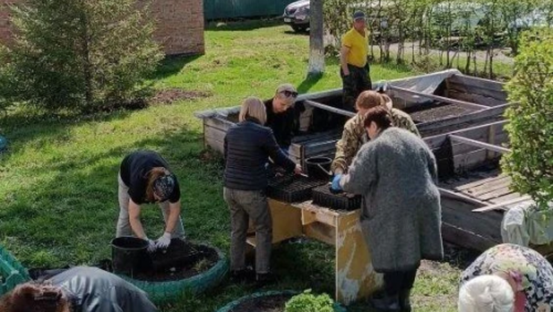 В Омской области для лесовосстановления выращивают более 3 млн сеянцев хвойных пород