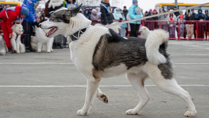 Выставка-парад собак состоится в рамках этнофестиваля «Дзялбу» в Магадане 28 марта