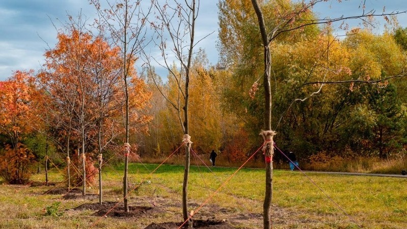 130 деревьев высадили на ул. Чистопольской и Вахитова в Казани