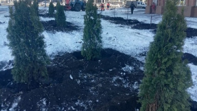Туи высадили на улице Масленникова в Омске