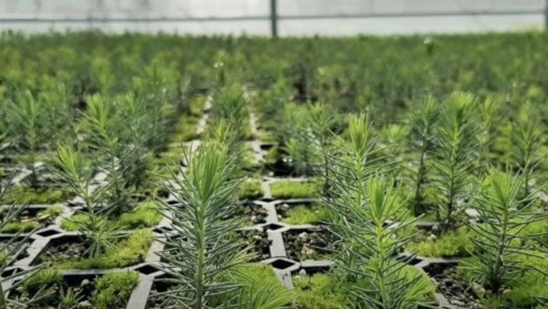 Паслер: Более 30 тыс. га леса планируется восстановить в Свердловской области до осени