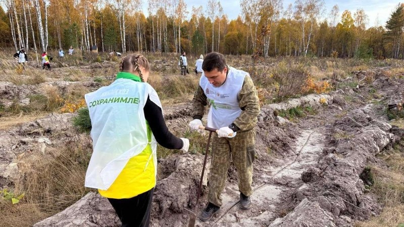 Более 20 тыс. новых сосен высадили в Нижегородской области