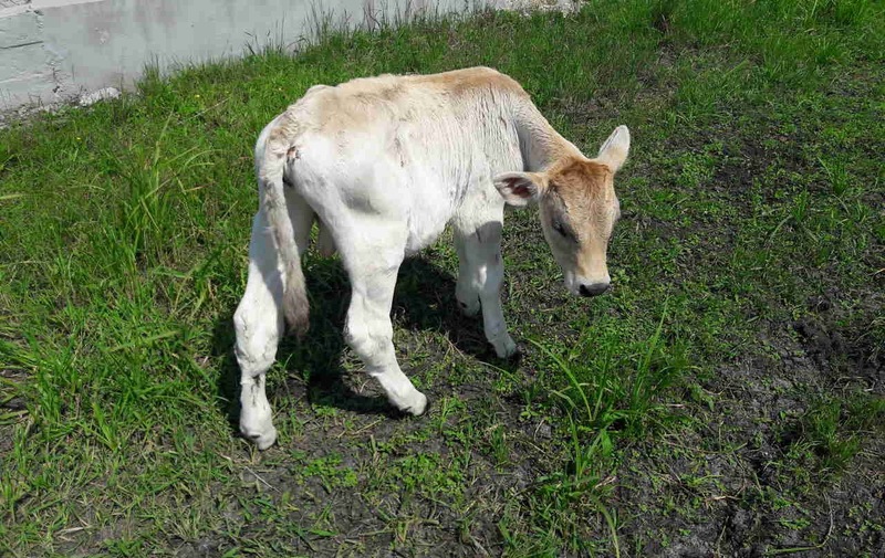 В Воронежской области зафиксированы случаи бешенства среди животных