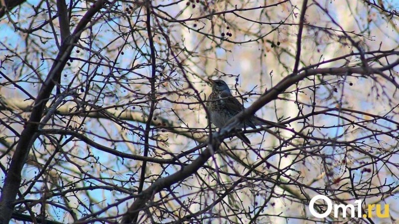 156 крупномерных деревьев высадят на ул. Пушкина в Омске