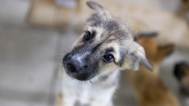 Выездная вакцинация животных состоится 18–19 апреля в Казани