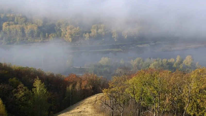 10 тонн семян для лесовосстановления заготовили в Самарской области